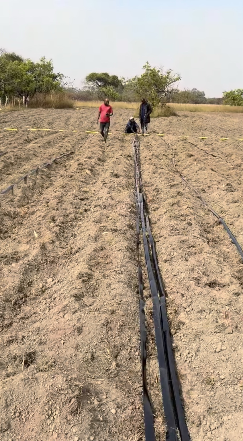 Réseau de gaines de goutte-à-goutte déployé dans la parcelle