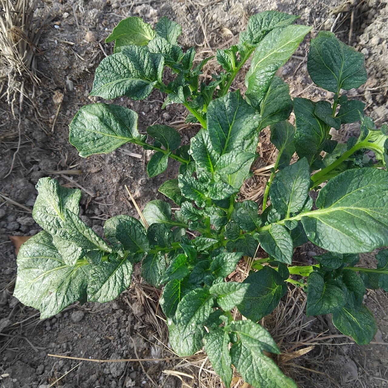 Plant de pomme de terre en développement