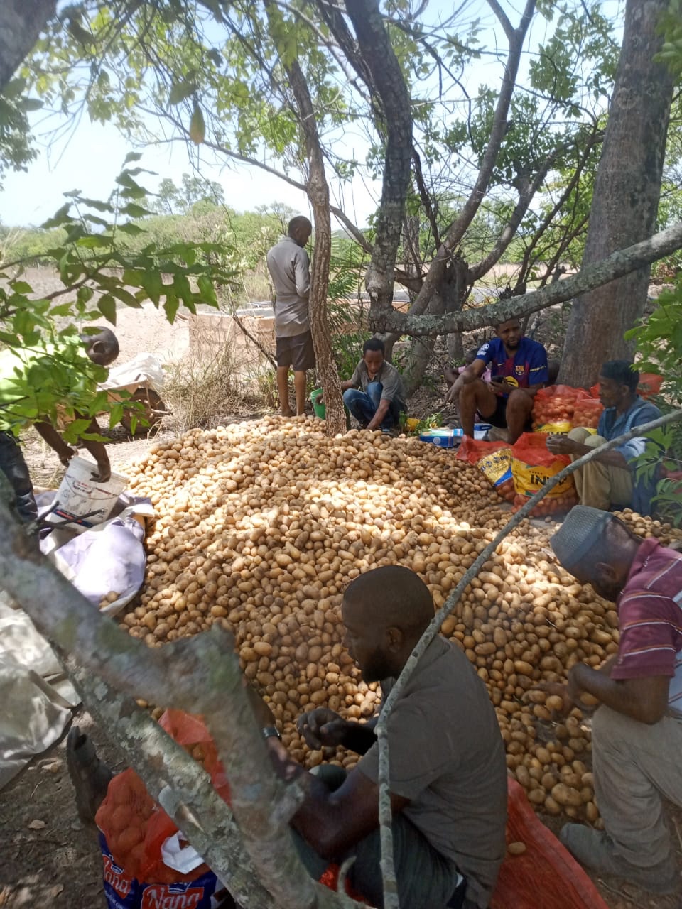 Équipe réunie autour d’une récolte de pommes de terre